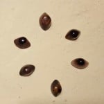 Cosmic Shiva Eye – Amplifiers